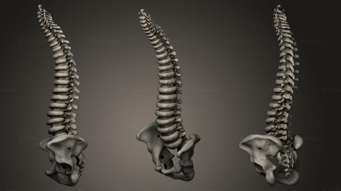 Anatomy of skeletons and skulls (Human Skeleton2, ANTM_0023) 3D models for cnc